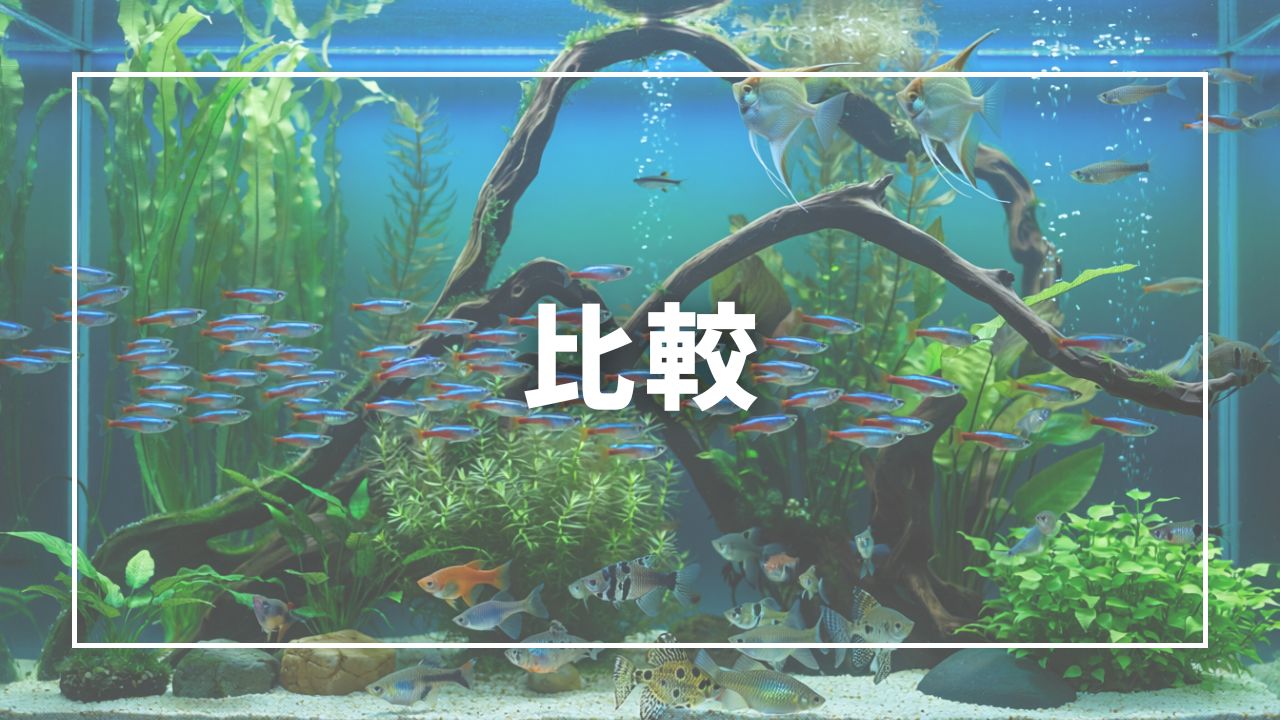 今回紹介する熱帯魚の比較表