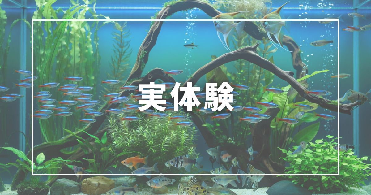 【実体験】木酢液で黒ヒゲを一掃した週末と、ひとつの失敗