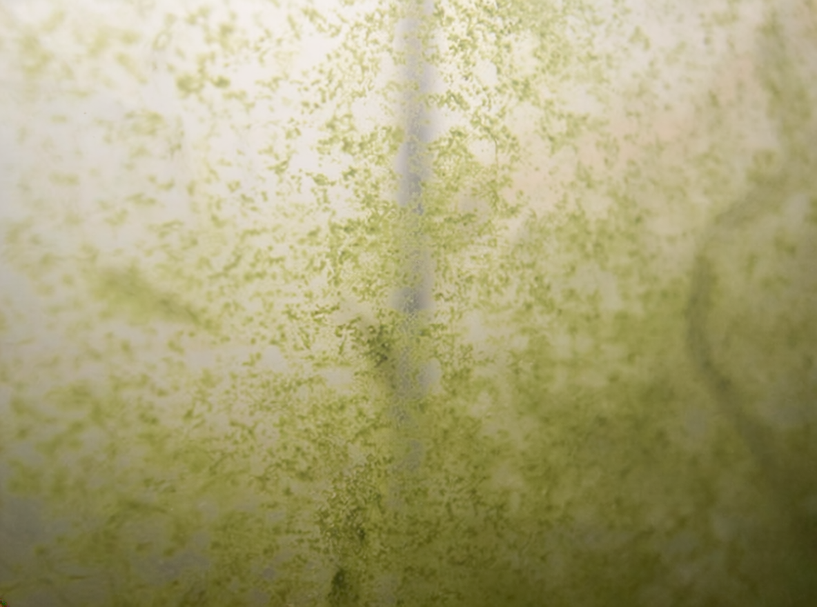 緑ゴケ：ガラス面に付く硬い緑の点・膜