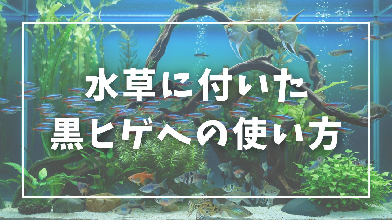 水草に付いた黒ヒゲへの使い方