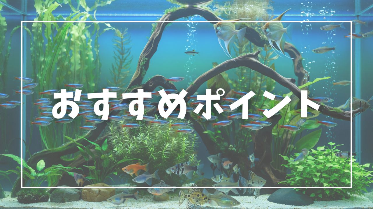 熱帯魚選びで失敗しない5つのポイント