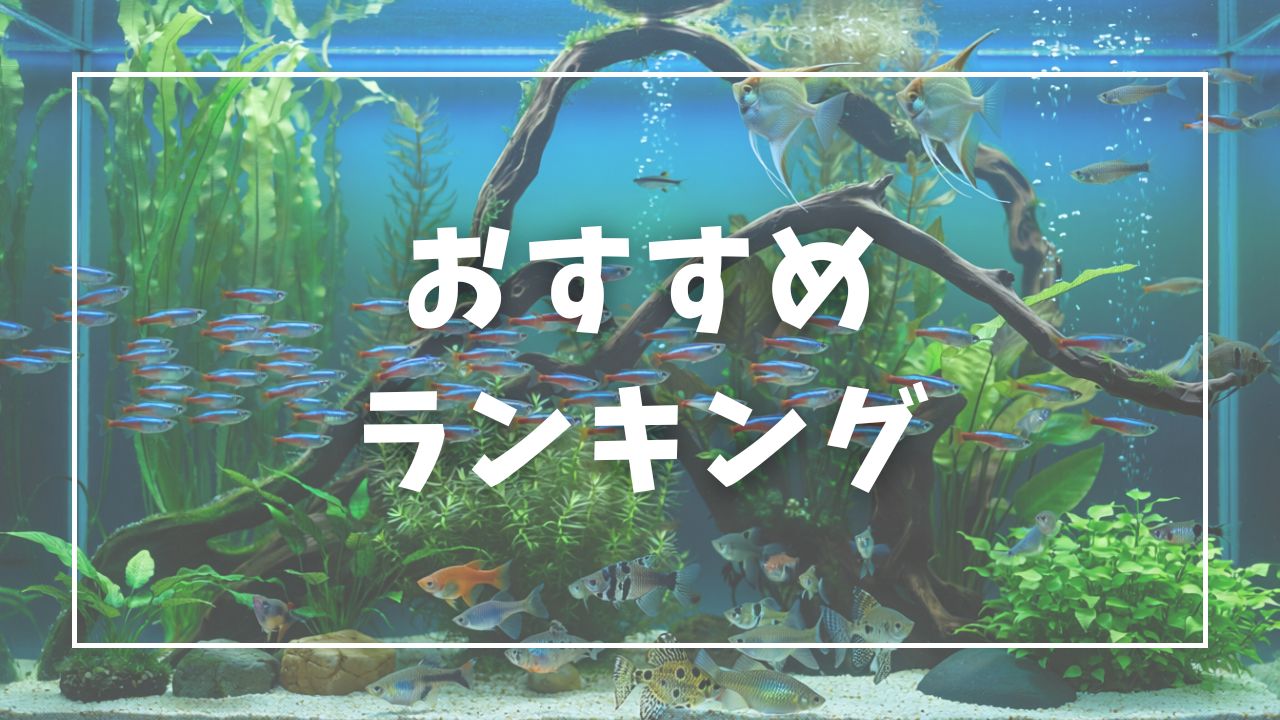コケ取り生体おすすめランキングTOP7