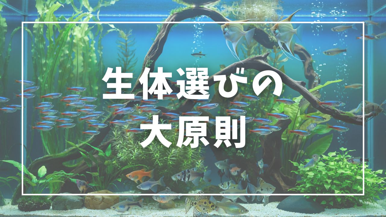 ランキングの前に：生体選びの大原則3つ