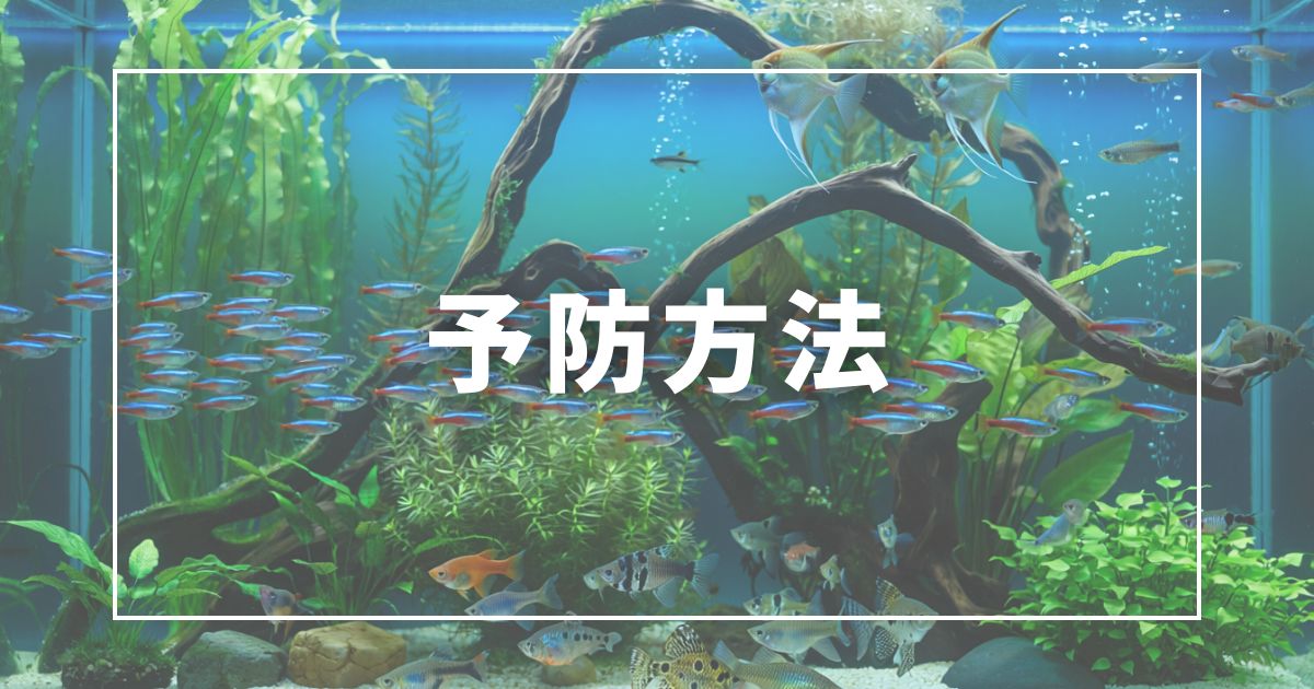 どのコケにも効く予防の基本3つ