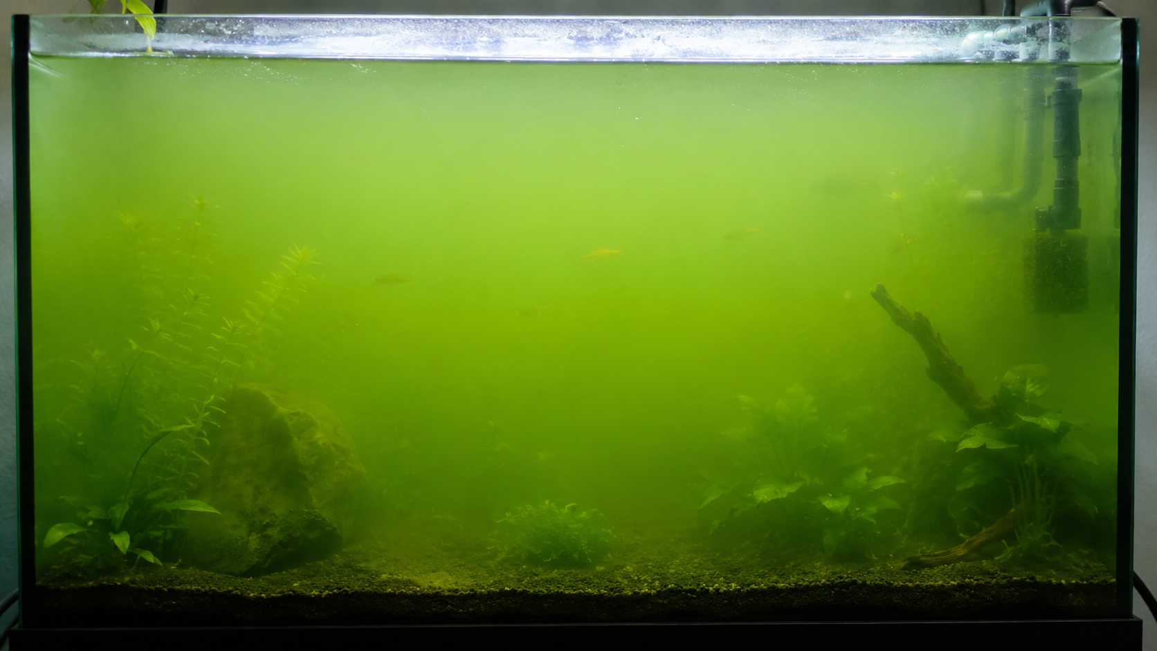 緑濁りの正体は「植物プランクトンの異常増殖」