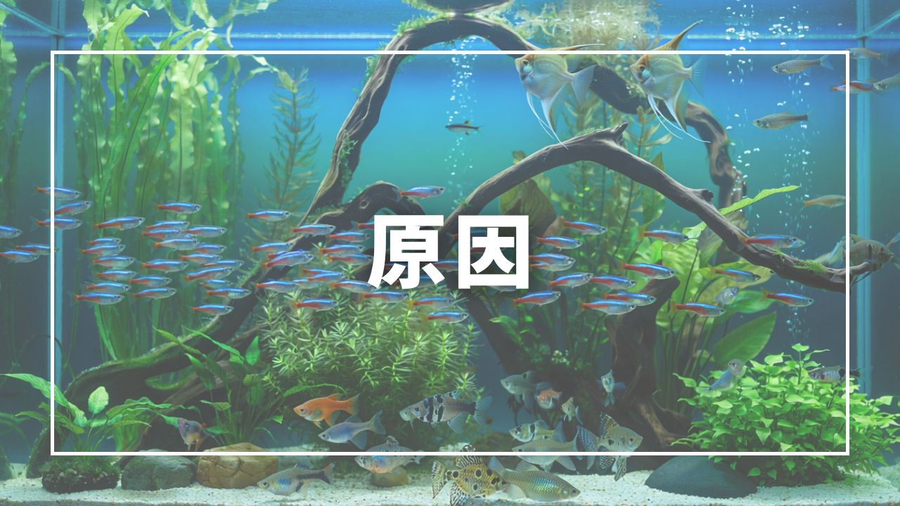 臭いの原因6つ