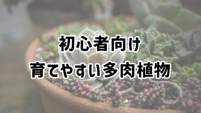 はじめての多肉植物は何が良い？育てやすいおすすめの多肉を厳選！