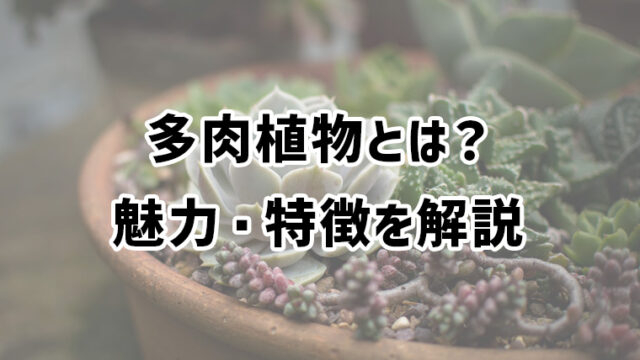 多肉植物とは？初心者にもわかりやすく魅力・特徴を徹底解説