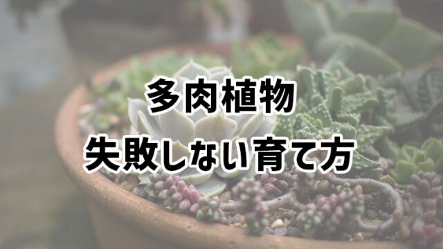 失敗しない多肉植物の育て方｜水やり・植え替えなどお手入れのコツを伝授