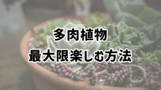 多肉植物を最大限楽しむ方法