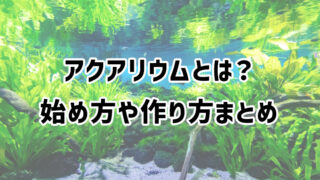 アクアリウムとは？始め方や作り方、水槽など必要なものを解説【