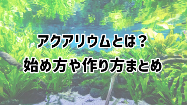 アクアリウムとは？始め方や作り方、水槽など必要なものを解説【