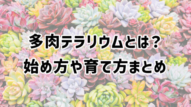 多肉テラリウムとは？始め方や育て方、種類など解説