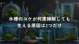 水槽のコケが何度掃除しても生える原因は2つだけ｜今日からできる根本対策