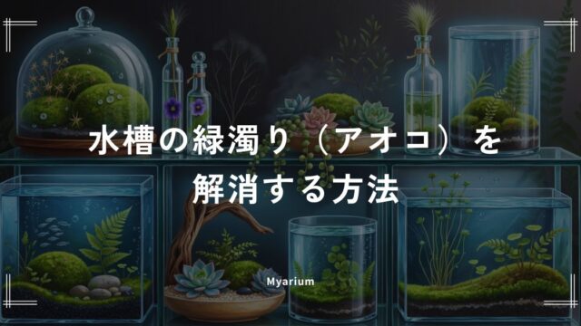 水槽の緑濁り（アオコ）を解消する方法｜放置NGな理由と再発防止策