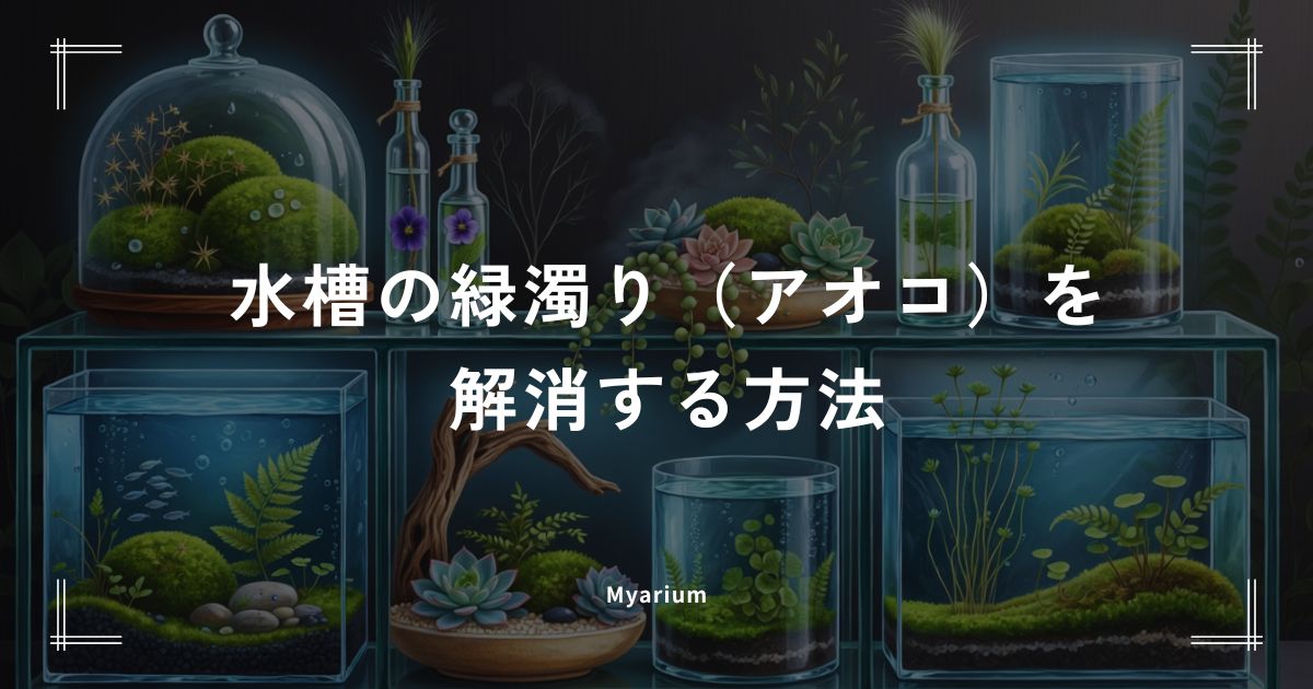 水槽の緑濁り（アオコ）を解消する方法｜放置NGな理由と再発防止策