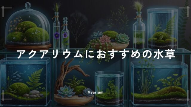 おすすめの水草10選｜初心者も育てやすい人気商品を徹底比較