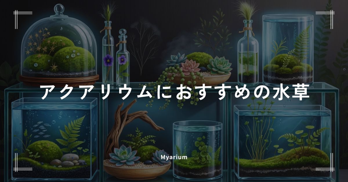 おすすめの水草10選｜初心者も育てやすい人気商品を徹底比較