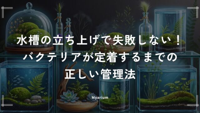水槽の立ち上げで失敗しない！バクテリアが定着するまでの正しい管理法