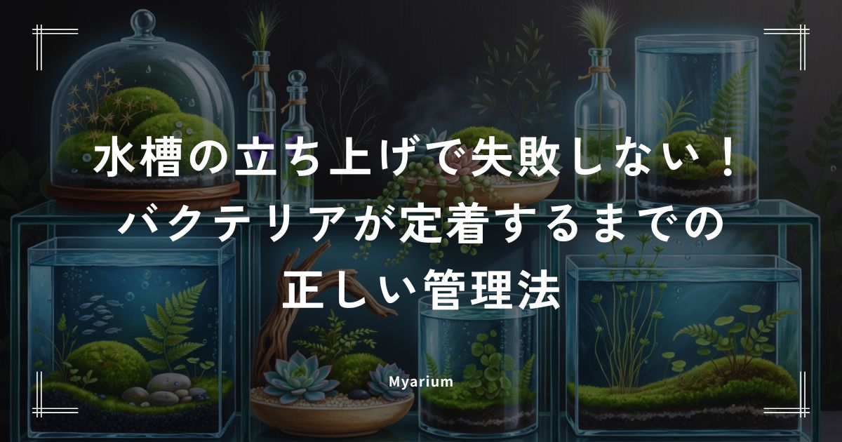 水槽の立ち上げで失敗しない！バクテリアが定着するまでの正しい管理法